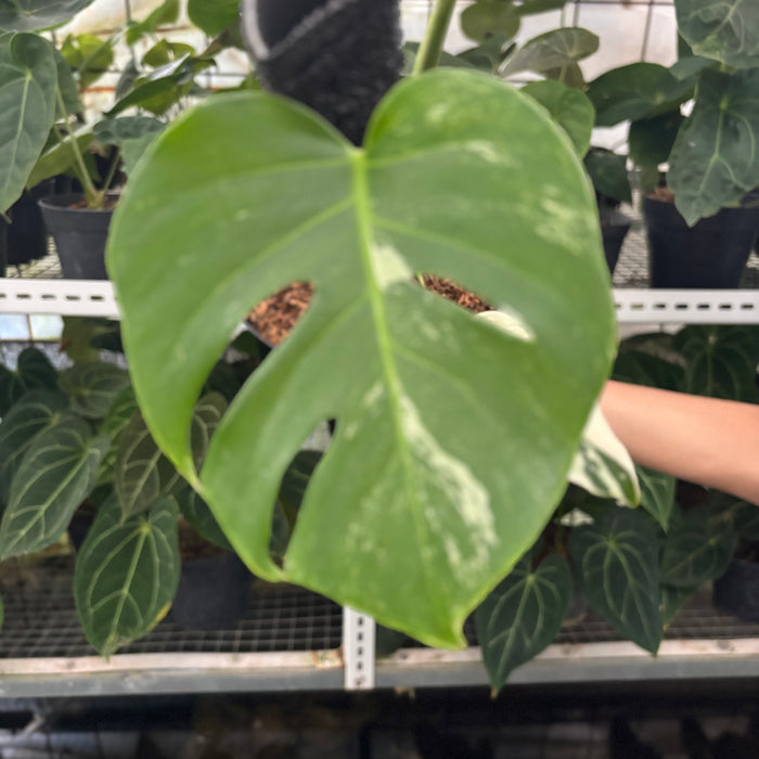 FS27-12	Monstera Albo Variegated