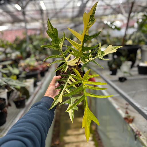 philodendron quercifolium vs pedatum Philodendron Florida Beauty x Tortum Medium Size — Aroidasia