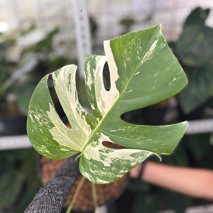 FS27-12	Monstera Albo Variegated