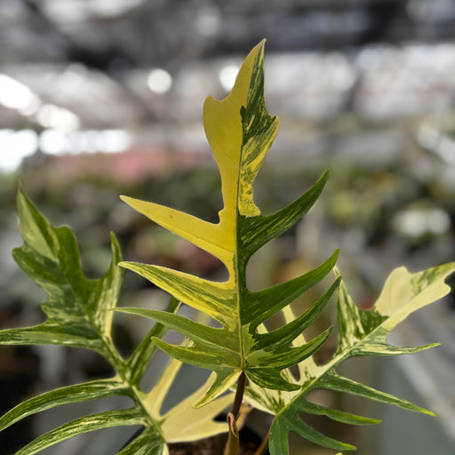 philodendron florida beauty x tortum Philodendron Florida Beauty x Tortum Medium Size — Aroidasia