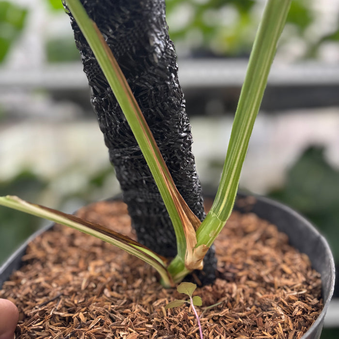 FS27-12	Monstera Albo Variegated