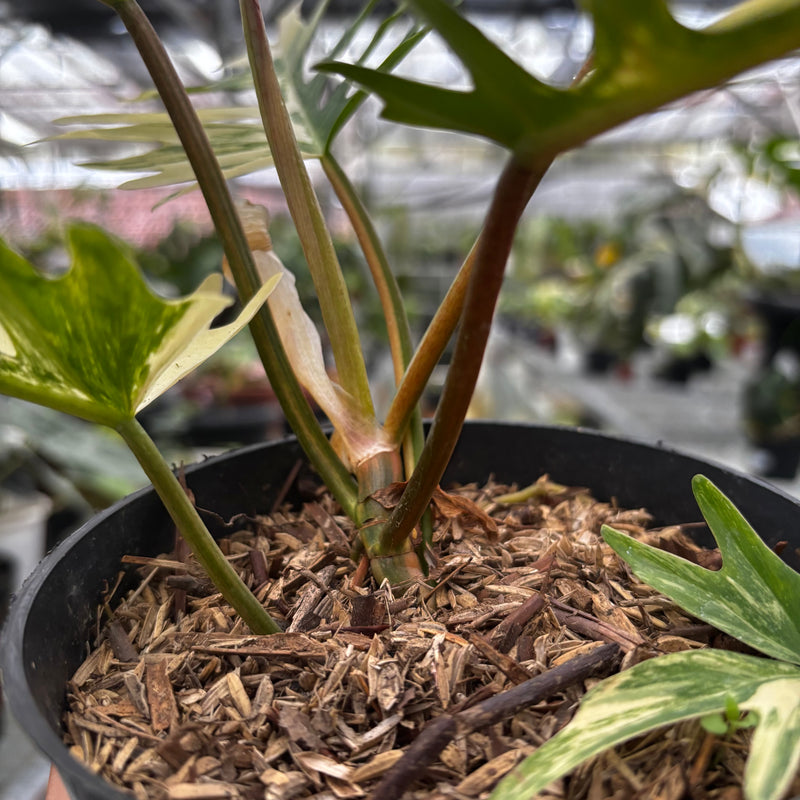 philodendron florida beauty x tortum Philodendron Florida Beauty x Tortum Medium Size — Aroidasia