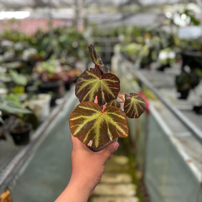 Begonia Soli Mutata Variegated