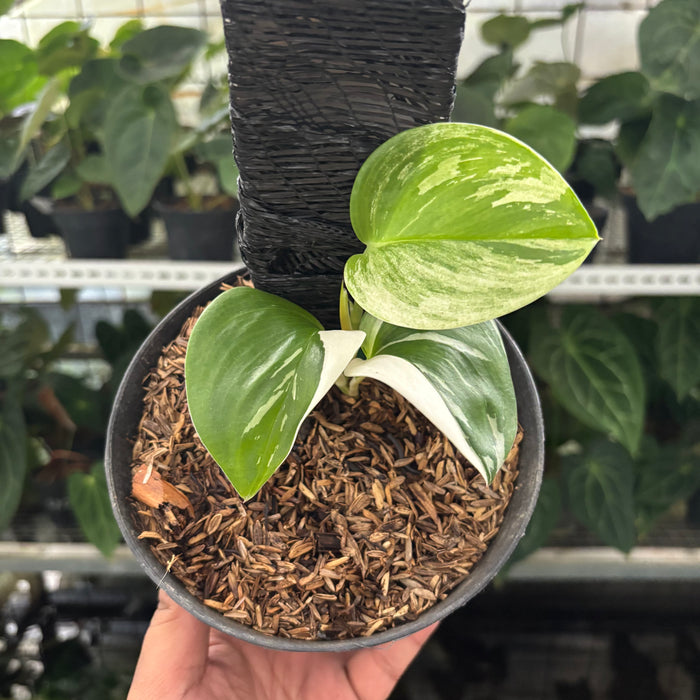 FS28-12	Scindapsus Moonlight White Variegated