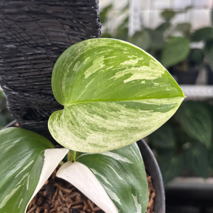 FS28-12	Scindapsus Moonlight White Variegated