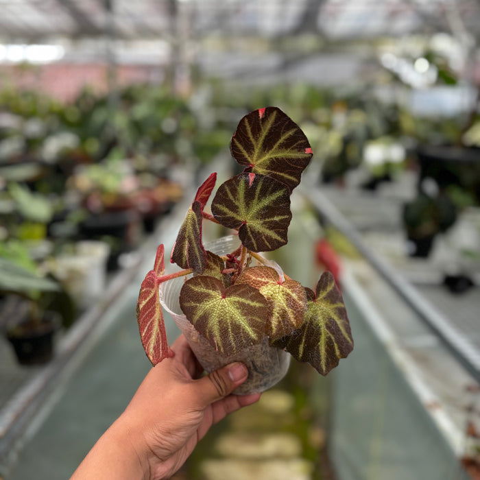 Begonia Soli Mutata Variegated