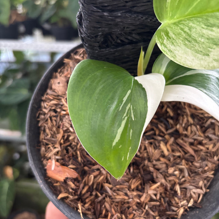 FS28-12	Scindapsus Moonlight White Variegated