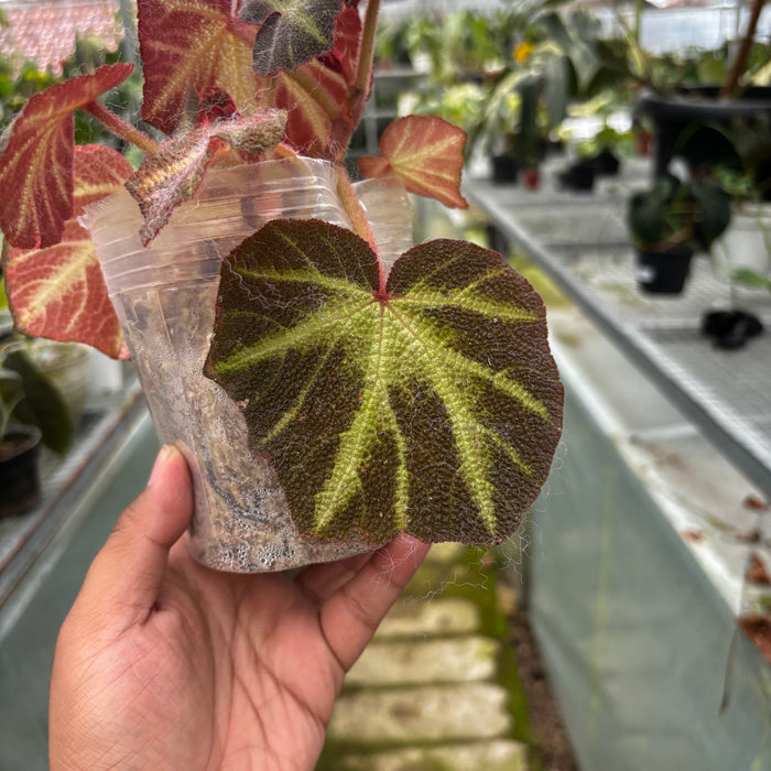 Begonia Soli Mutata Variegated