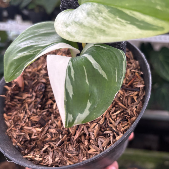 FS28-12	Scindapsus Moonlight White Variegated