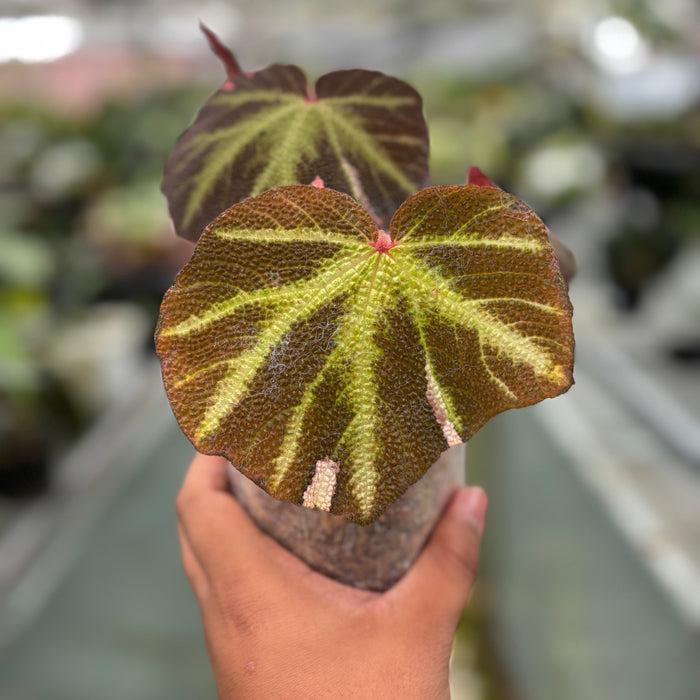 Begonia Soli Mutata Variegated