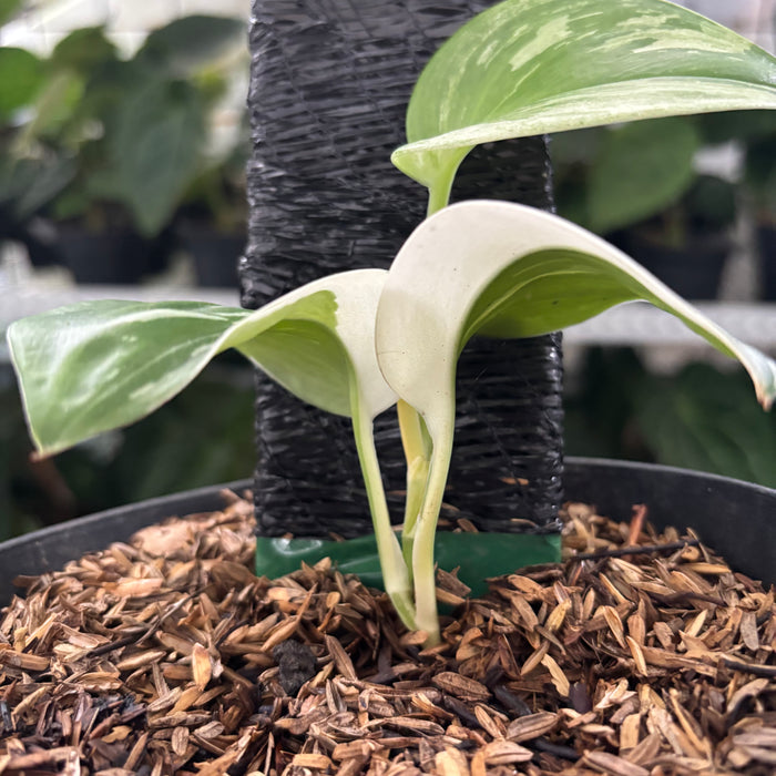 FS28-12	Scindapsus Moonlight White Variegated