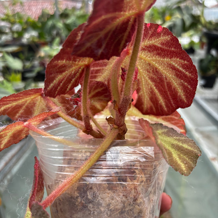 Begonia Soli Mutata Variegated