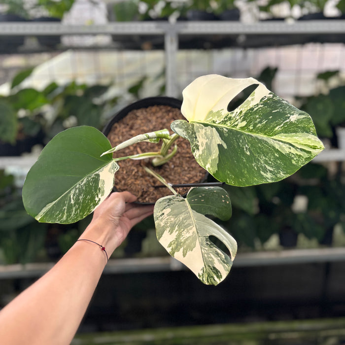 FS29-12	Monstera Albo Variegated