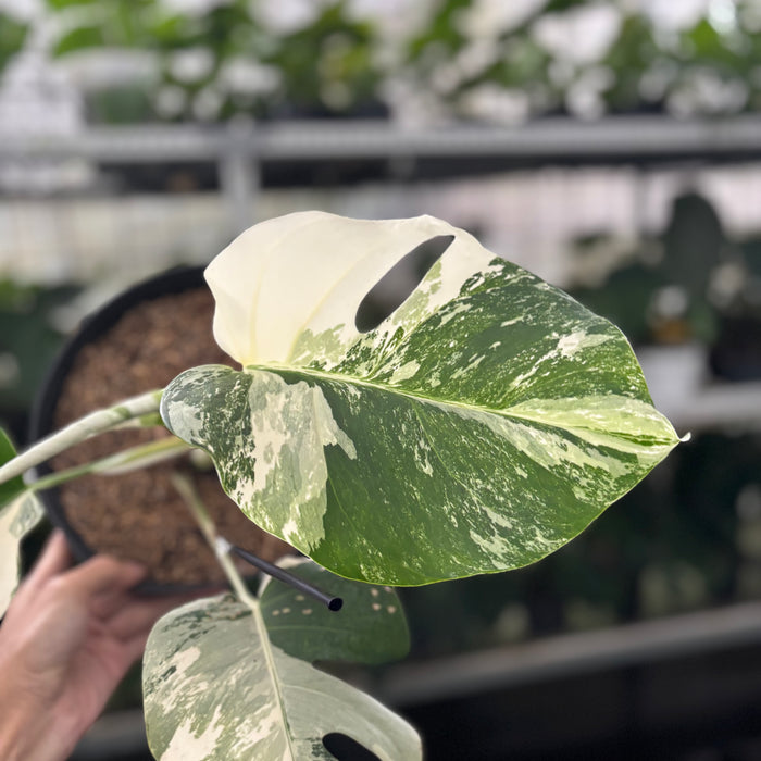 FS29-12	Monstera Albo Variegated