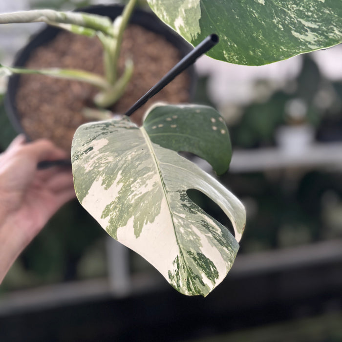 FS29-12	Monstera Albo Variegated