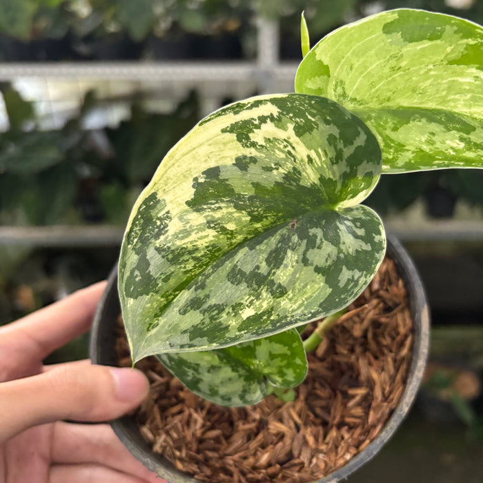 FS30-12	Scindapsus Exotica Variegated