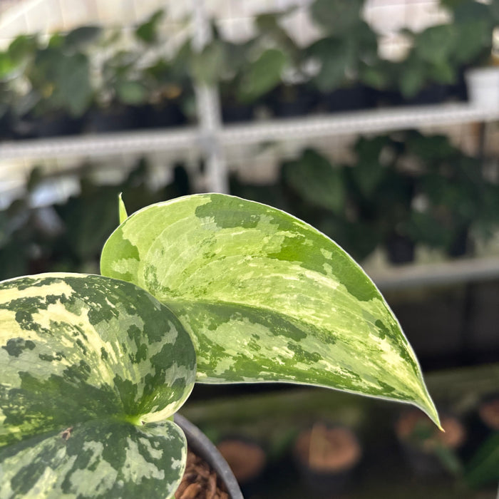 FS30-12	Scindapsus Exotica Variegated