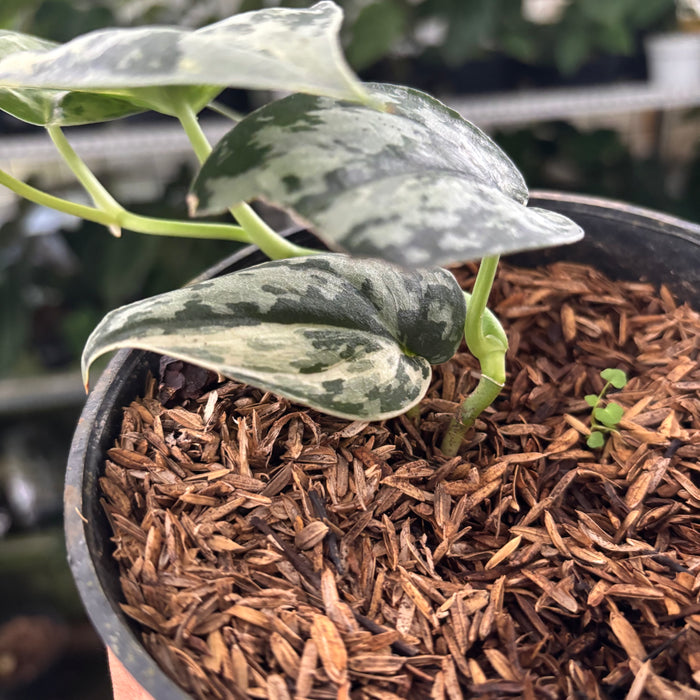 FS30-12	Scindapsus Exotica Variegated