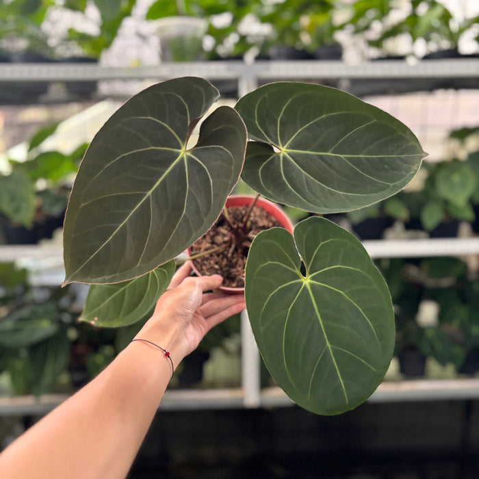 FS31-12 Anthurium Papillilaminum x Ace Of Spades