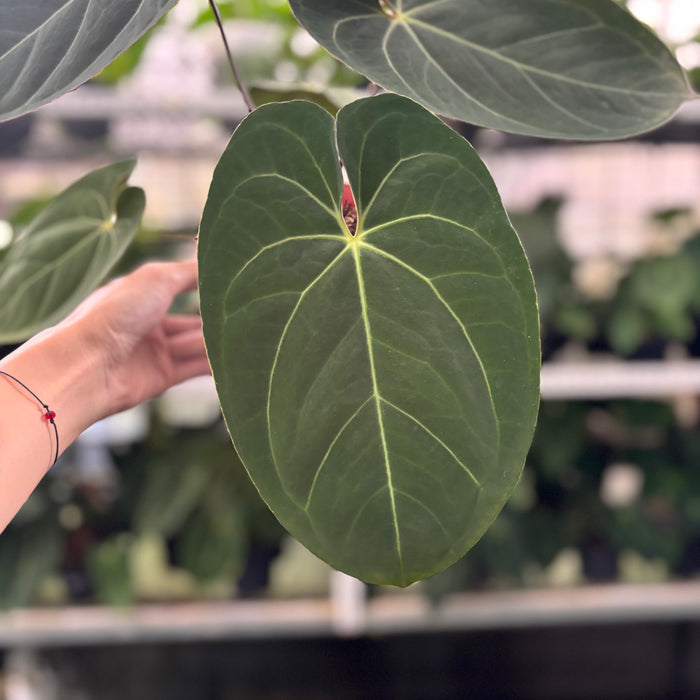 FS31-12 Anthurium Papillilaminum x Ace Of Spades