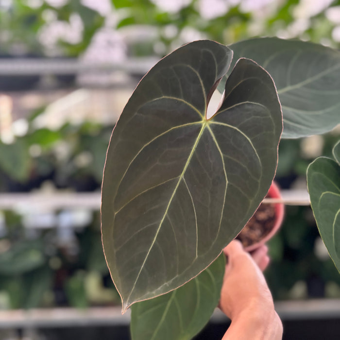 FS31-12 Anthurium Papillilaminum x Ace Of Spades