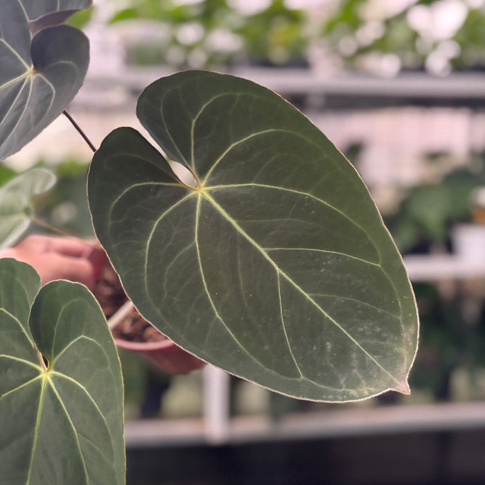 FS31-12 Anthurium Papillilaminum x Ace Of Spades