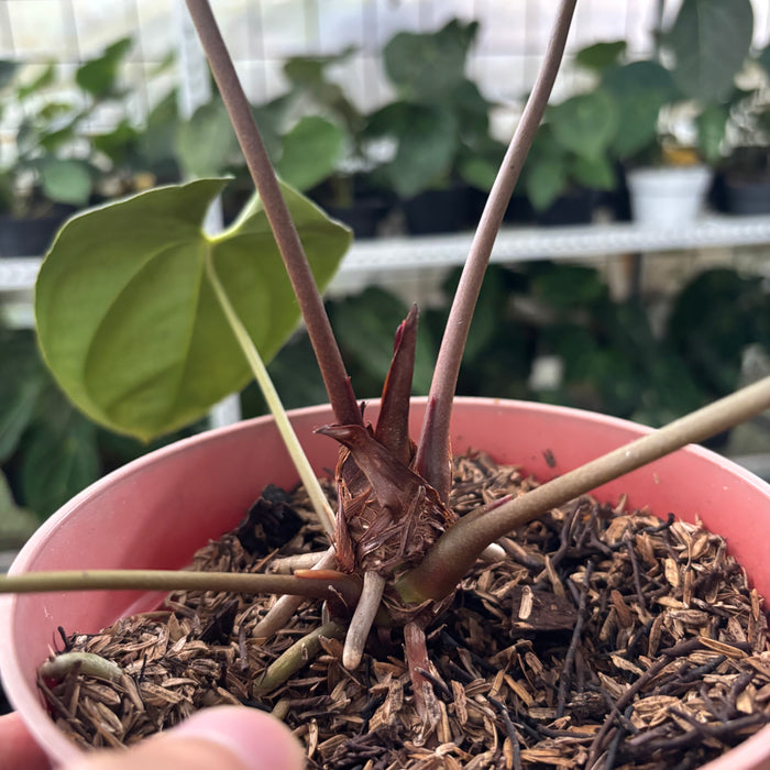 FS31-12 Anthurium Papillilaminum x Ace Of Spades