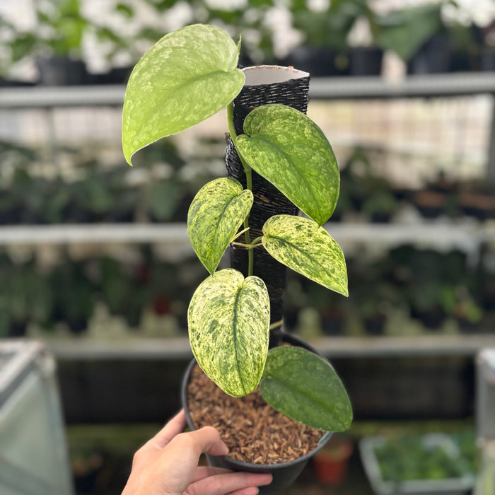 FS32-12	Scindapsus Creamblue