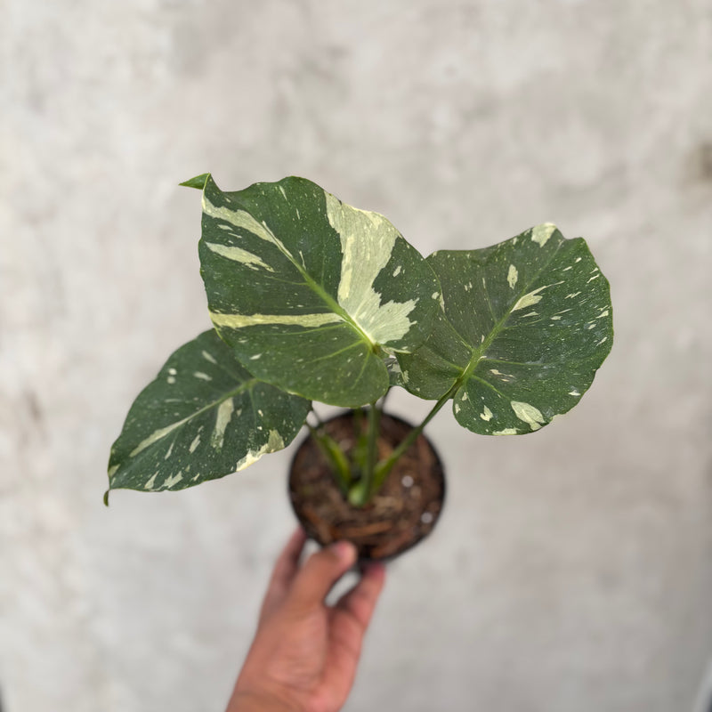 Monstera Thai Constellation Mutation