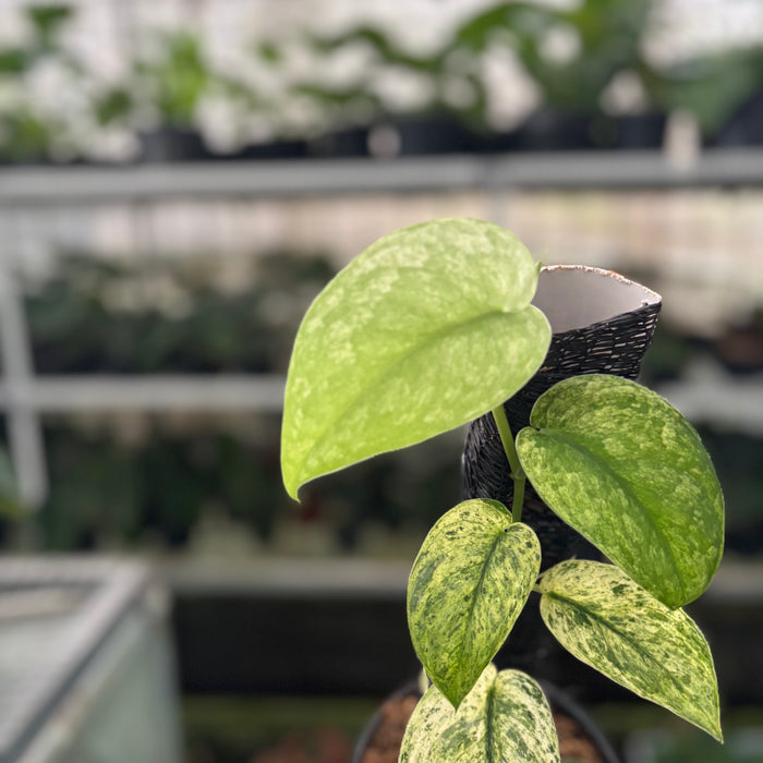 FS32-12	Scindapsus Creamblue