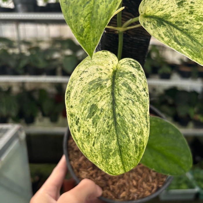 FS32-12	Scindapsus Creamblue