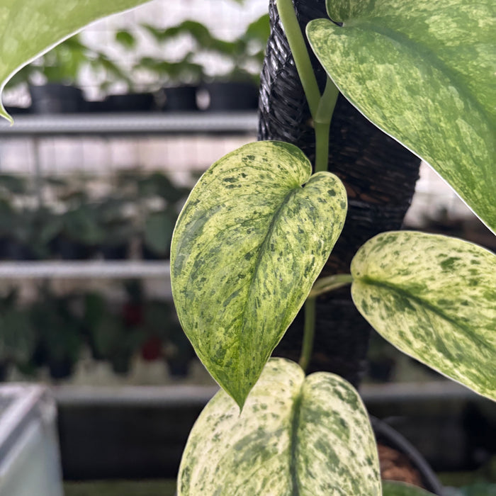 FS32-12	Scindapsus Creamblue