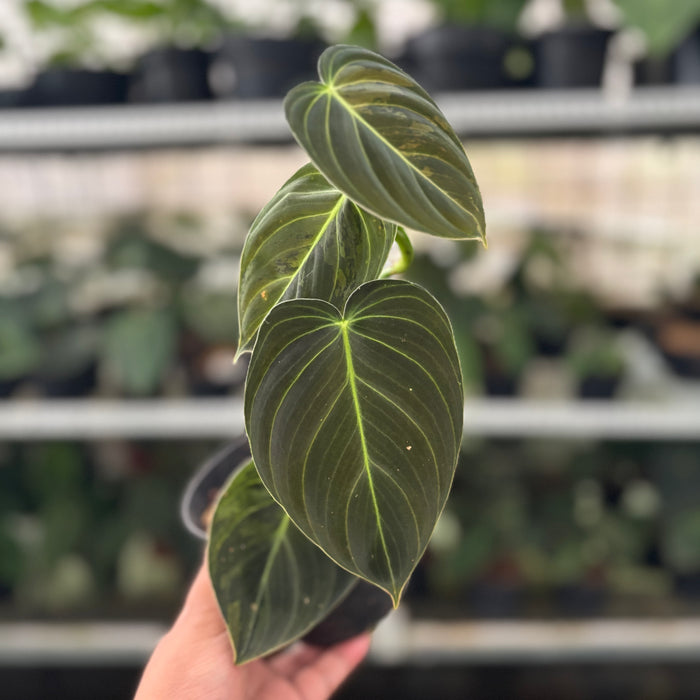 FS33-12	Philodendron Melanochrysum Variegated