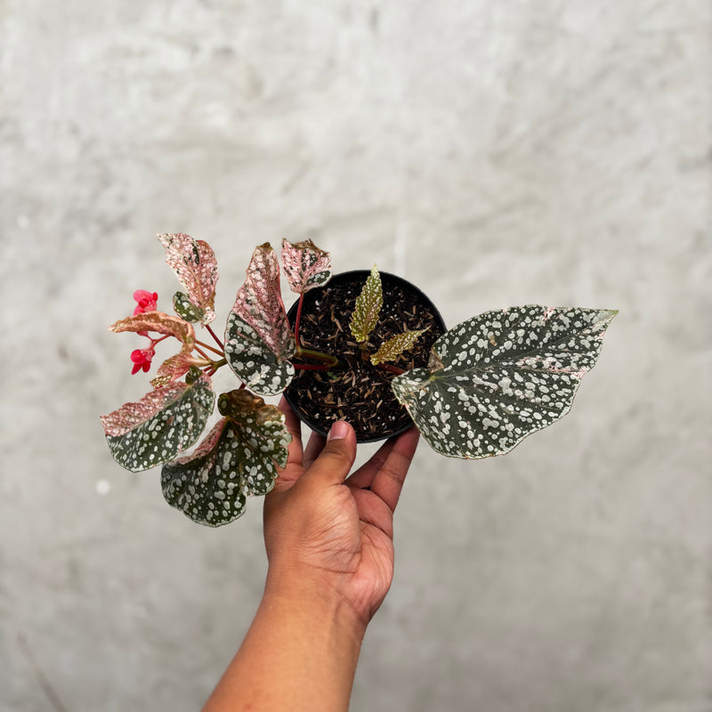 Begonia Snow Capped Variegated