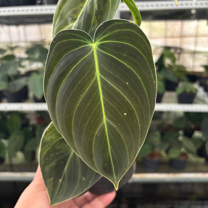 FS33-12	Philodendron Melanochrysum Variegated