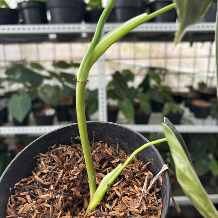 FS33-12	Philodendron Melanochrysum Variegated