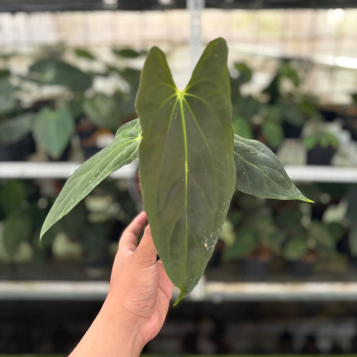 FS34-12 Anthurium Fort Sherman x Papillilaminum