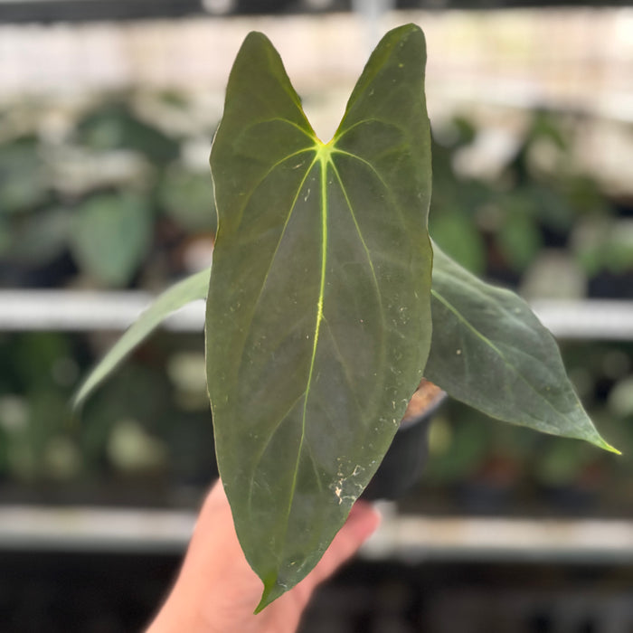 FS34-12 Anthurium Fort Sherman x Papillilaminum