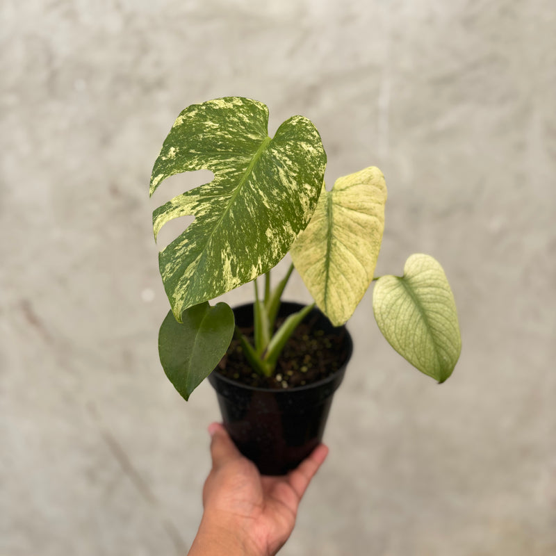 Monstera Silver Star