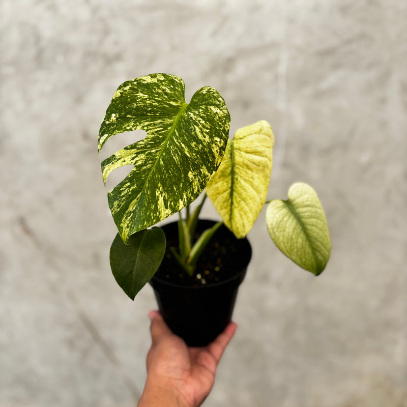 Monstera Silver Star