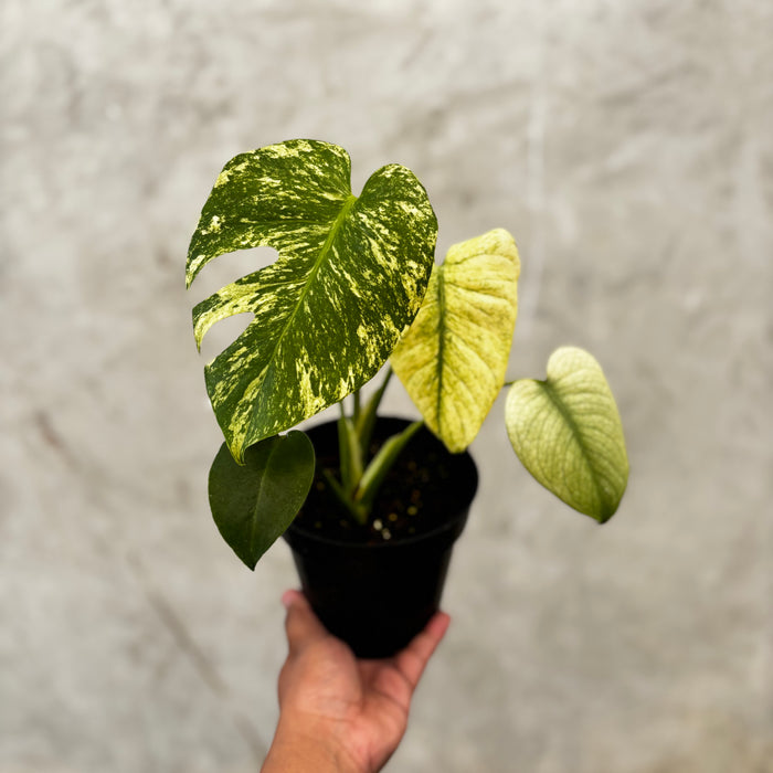 Monstera Silver Star