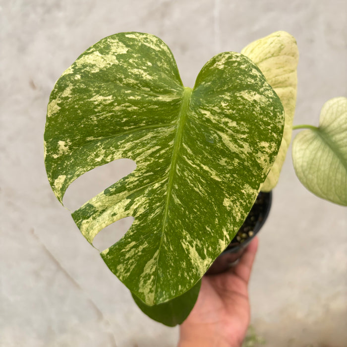 Monstera Silver Star