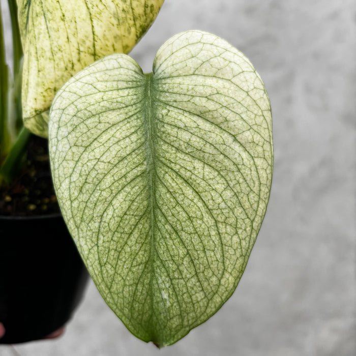Monstera Silver Star