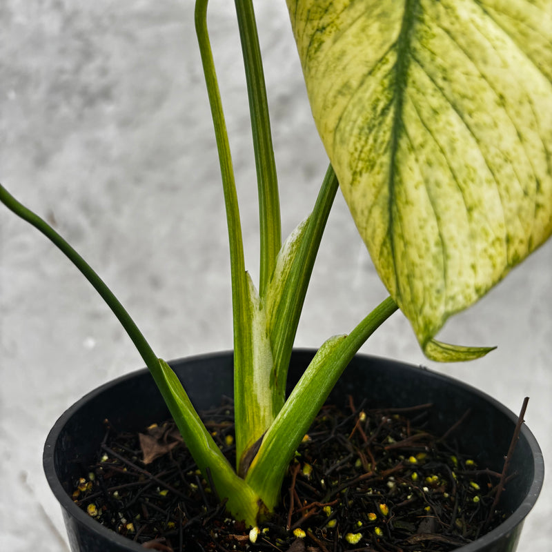 Monstera Silver Star