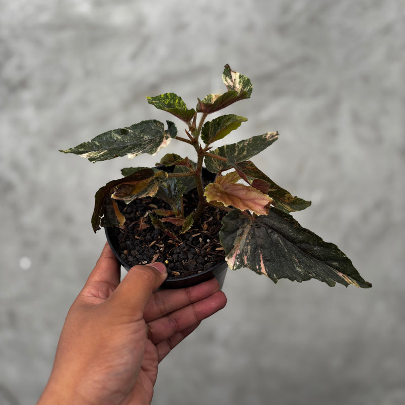 Begonia Ginny Galaxy Variegated