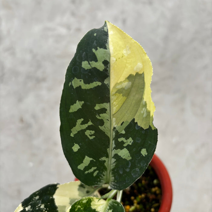 Aglaonema Pictum Bicolor Variegated