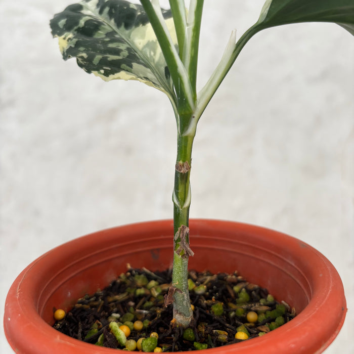 Aglaonema Pictum Bicolor Variegated
