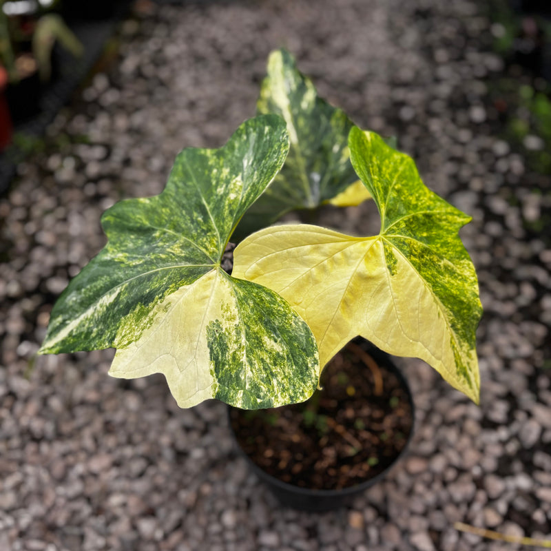 Anthurium Pterodactyl Variegated Mature Size