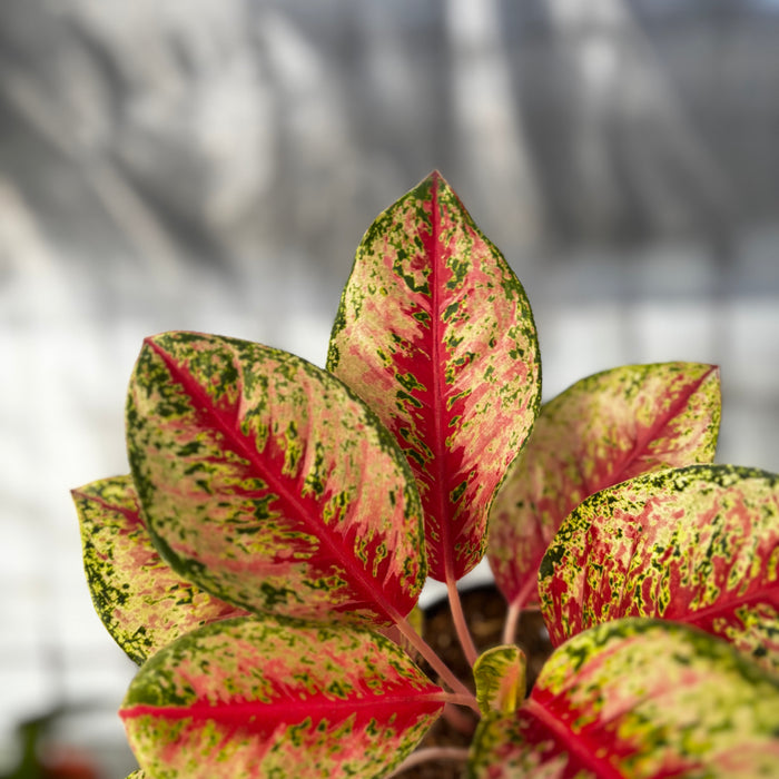 Aglaonema Sweet Dream