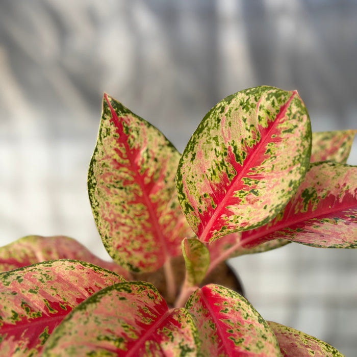 Aglaonema Sweet Dream